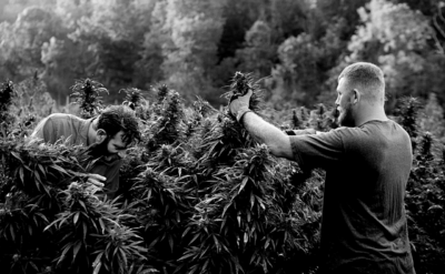 Legalización de la marihuana